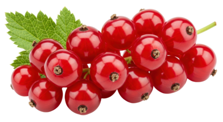 Isolated Red Currants with Leaf