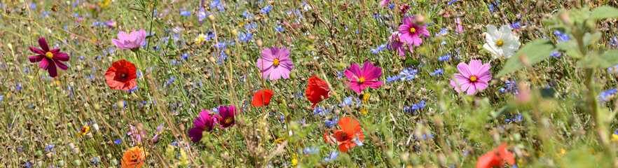 Garten 1256 © K.-U. Häßler