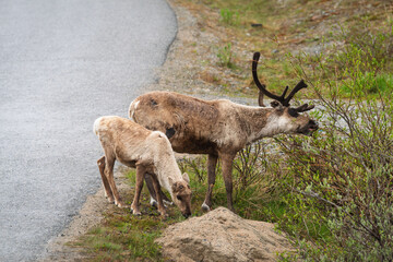 reindeer with calf