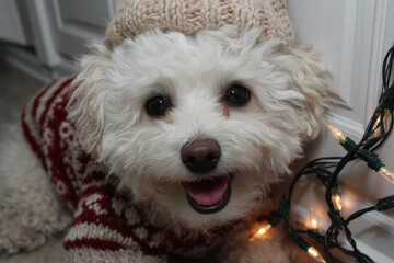 joyful dog wearing christmas hat decorated with holographic bow radiating festive cheer