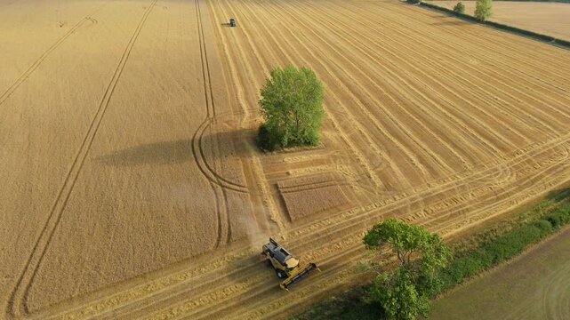 Aerial view of combine harvesters working in a golden field, creating striking patterns and textures, Market Harborough, England, United Kingdom.