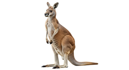 Isolated Kangaroo