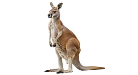 Fototapete Känguru Isolated Kangaroo  © Trym