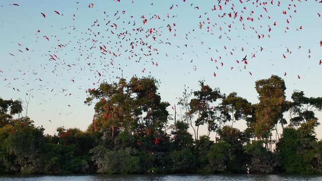 Flight Of The Guaras At Araioses In Maranhao Brazil. Wildlife Landscape. Parnaiba Delta Waterfront. Maranhao Brazil. Sea Birds Animals. Flight Of The Guaras At Araioses In Maranhao. Parnaiba Delta.