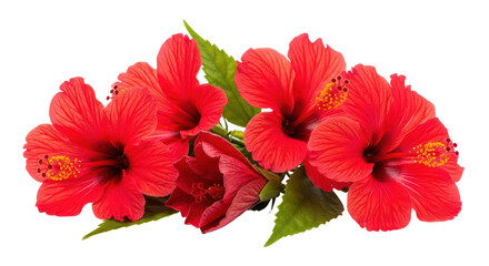 Isolated Hibiscus Flowers