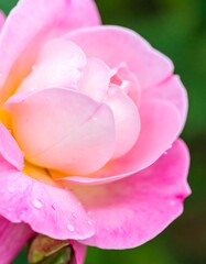 Obraz premium Close-up of Pink Rose in Garden