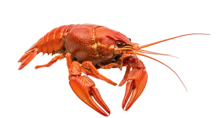 Isolated Cooked Crawfish