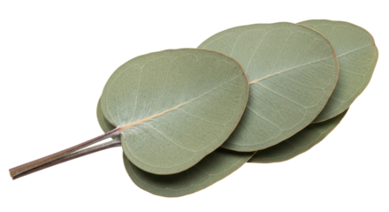 Isolated Eucalyptus Leaves