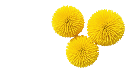 Isolated Three Yellow Billy Buttons Flowers