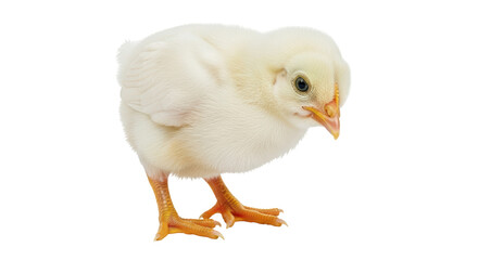 Isolated Baby Chick