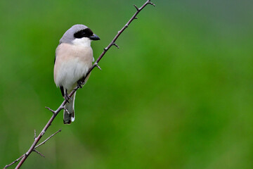 Schwarzstirnwürger // Lesser grey shrike (Lanius minor)
