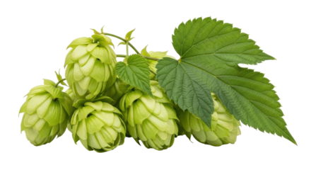 Isolated Hop Cones with Leaves