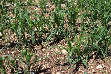 Green Corn agricultural field damaged by storm with hail on early summer