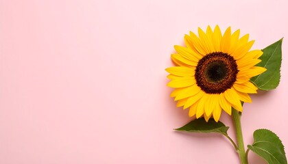 Obraz premium Single sunflower on pastel pink background