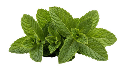 Isolated Fresh Mint Leaves Bunch