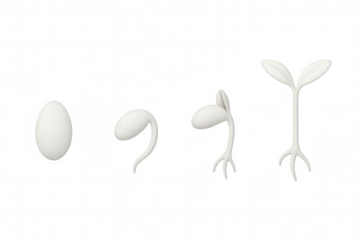 3d rendering of a seed growing into a plant, showing different stages of plant development, isolated on transparent background