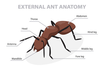 External anatomy of an ant. 3d isometric flat illustration. © GraphicsN