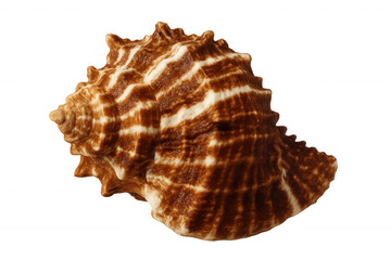 Obraz premium Brown seashell displaying delicate spiral patterns, highlighting natural marine textures against transparent backdrop, suitable for oceanic design compositions