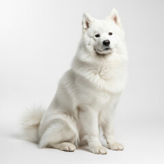 white terrier puppy
