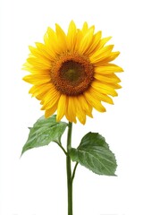 Single sunflower with vibrant yellow petals and green leaves against a white background