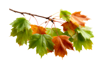 Colorful autumn leaves on a branch during fall