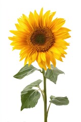 Obraz premium Bright yellow sunflower with green leaves on a white background (1)