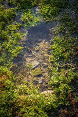 Fresh spring water with green algae and rocks underwater