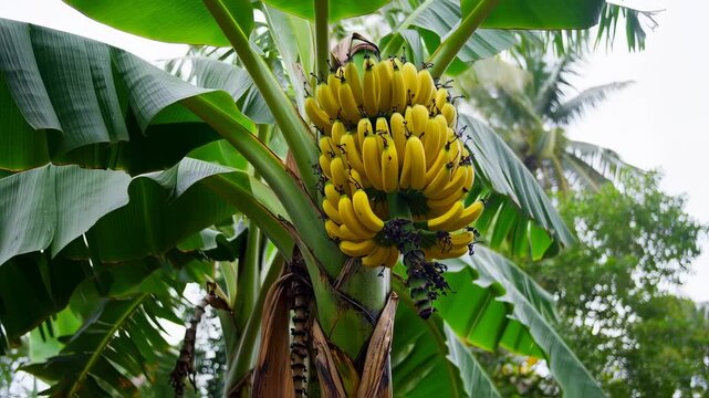 Lush banana tree bearing a bountiful cluster of ripe yellow fruits