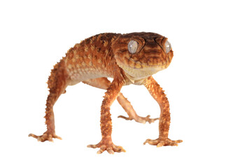 Centralian rough knob-tail gecko (Nephrurus amyae) on isolated background, Nephrurus amyae or centralian rough knob-tailed gecko