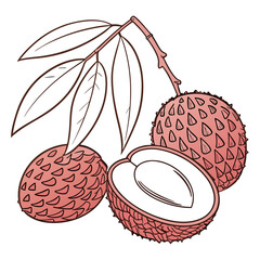 Lychee fruit illustration featuring whole, half, and leaves showcasing tropical fruit and exotic food in detailed vector art