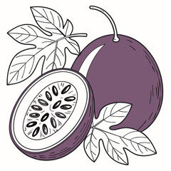 Passion fruit illustration featuring whole and halved fruit with leaves in detailed line art for botanical designs