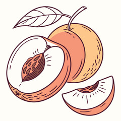 Peach fruit illustration with cut slice and leaf, featuring hand drawn vector style for healthy eating and summer themes