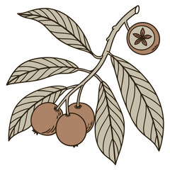 Loquat branch illustration with ripe fruits and leaves in a naturalistic style for botanical designs