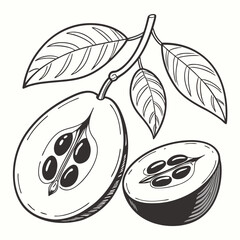 Quince fruit halves with seeds and leaves on a branch, detailed botanical illustration in black and white, perfect for botanical design projects