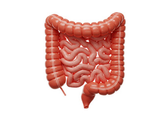 Isolated Medically Accurate 3D Illustration of the Human Intestines Anatomy