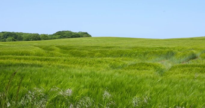 Im Wind wogendes Feld in h&uuml;geliger Landschaft auf der Insel Als, D&auml;nemark