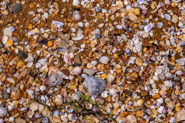 Small shells and pebbles on the beach sand close-up.