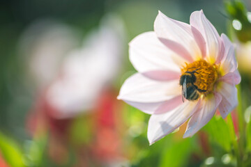 Bee on flower. bumblebee on a red flower. blossom being pollinated by a bumblebee