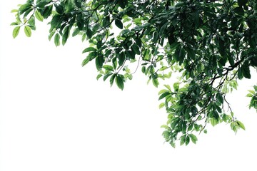 Obraz premium Lush green leaves on branches against white