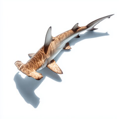 Hammerhai freigestellt auf weißem Hintergrund – Draufsicht mit Schattenwurf; maritimes Wildtier, Meeresraubtier und Knorpelfisch – minimalistische Studioaufnahme mit Textfreiraum