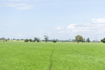 Expansive green field under a bright blue sky, with distant trees and subtle rural elements.