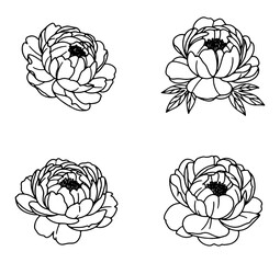 Obraz premium Four elegant peony flower outlines are isolated on a white background, perfect for minimalistic designs and artistic projects.