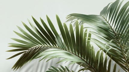 Obraz premium Elegant palm fronds sway gently against a clean white backdrop, creating a serene natural aesthetic.