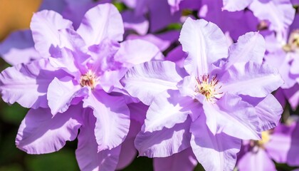 Fototapeta premium Close-up display of blooming purple clematis flowers displaying intricate petal structure and