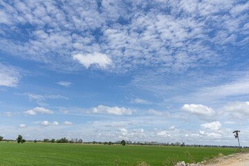 Serene agricultural landscape: vast green rice field under a beautiful blue sky with scattered white clouds.