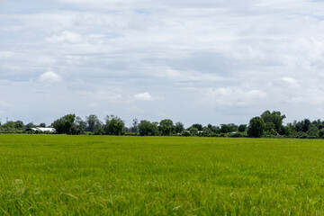 Lush Green Agricultural Field Under a Cloudy Sky with Distant Trees and Rural Buildings