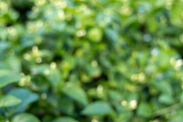 Soft green bokeh background with shimmering natural light, perfect for abstract design and serene backdrops.