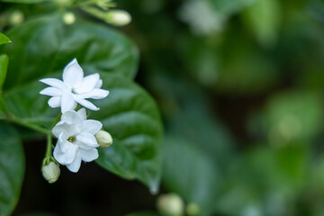 Close-up of pristine white jasmine flowers and buds, exquisitely blooming amidst lush green garden foliage.