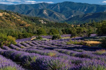 Lavender field stretches to mountains
