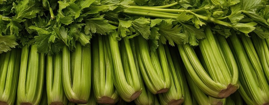 The Celery Stalks: Fresh Crisp Green Produce Ready for Salads and Juices